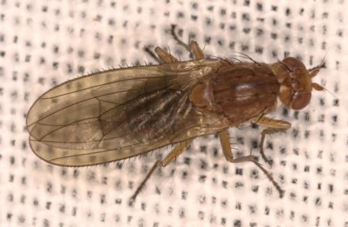 Réf. 313 784 : Suillia bicolor